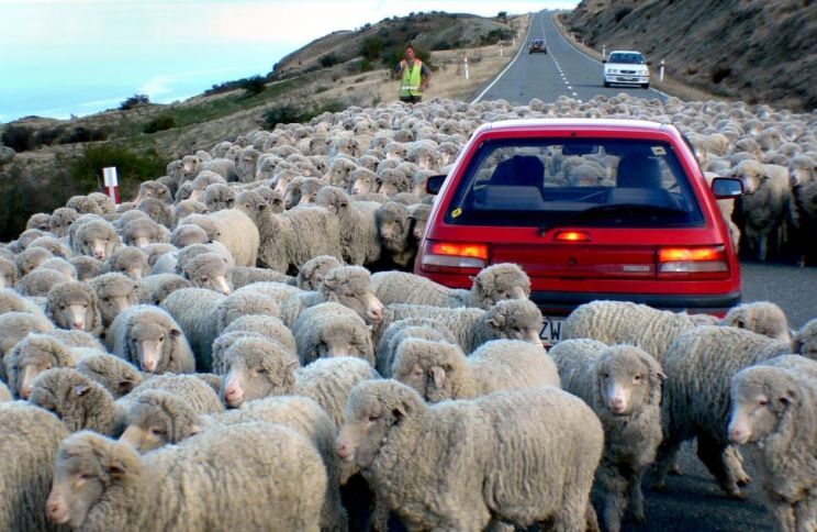 down-a-rural-road-nz-driving-in-sheeps-wallpaper-preview